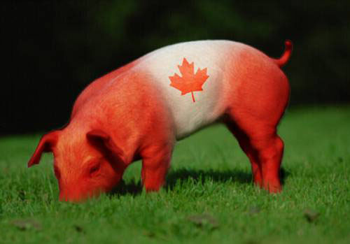 canadian-bacon-canada-flag-pig-kevinane-