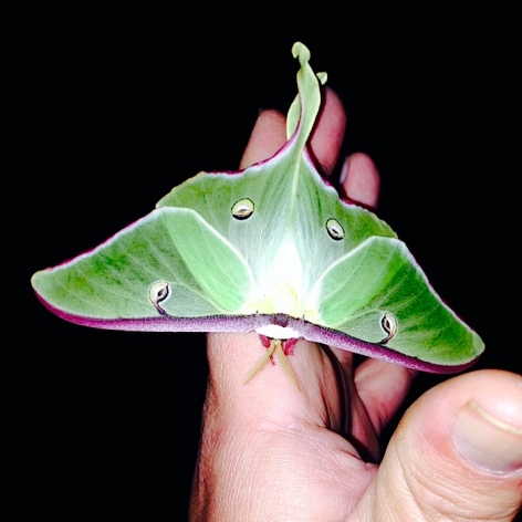 Luna Moth 3 Faryna May 2014